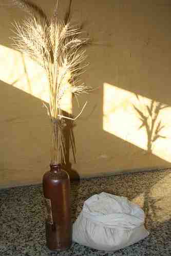 photo Flour and wheat